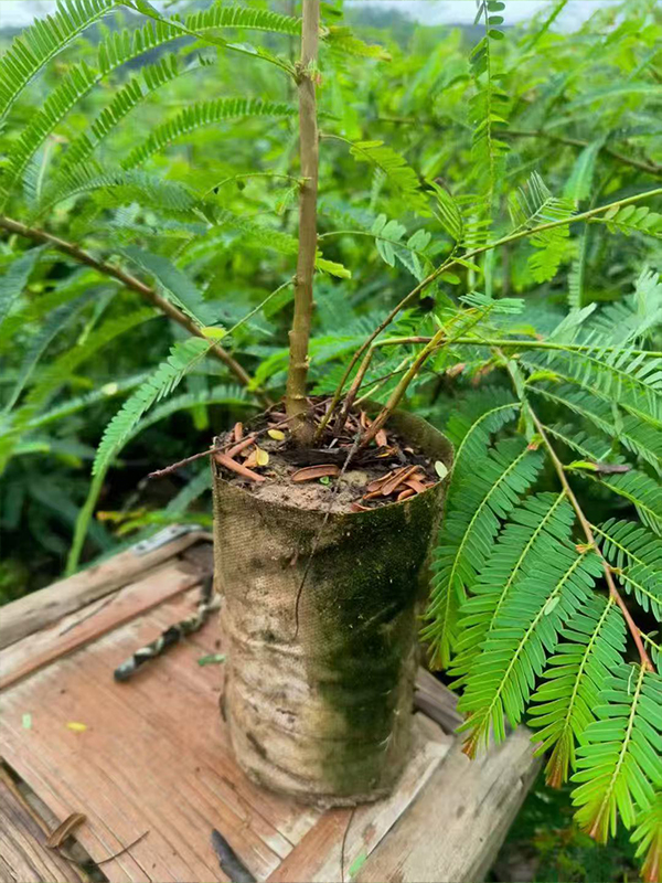 滇橄榄（余甘子）