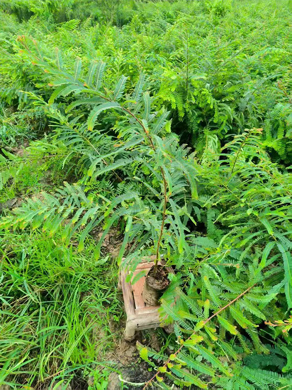 滇橄榄（余甘子）