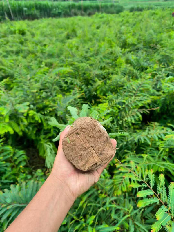 滇橄榄（余甘子）