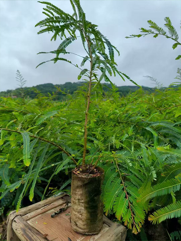 滇橄榄（余甘子）