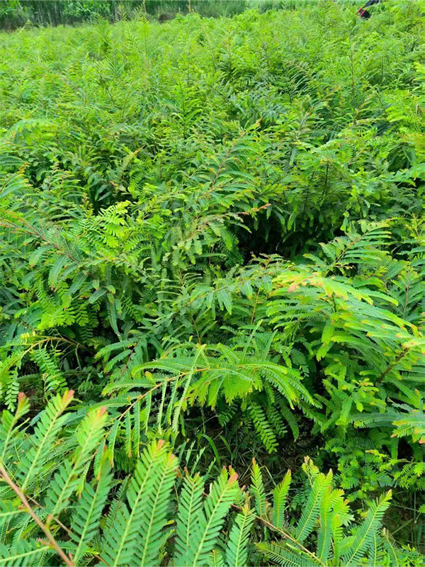 滇橄榄（余甘子）