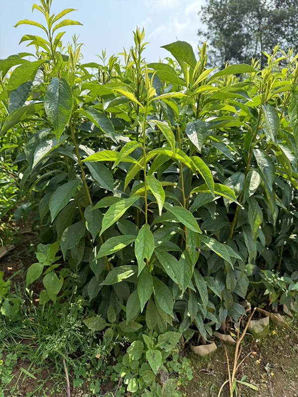 植树造林哪几点最重要？