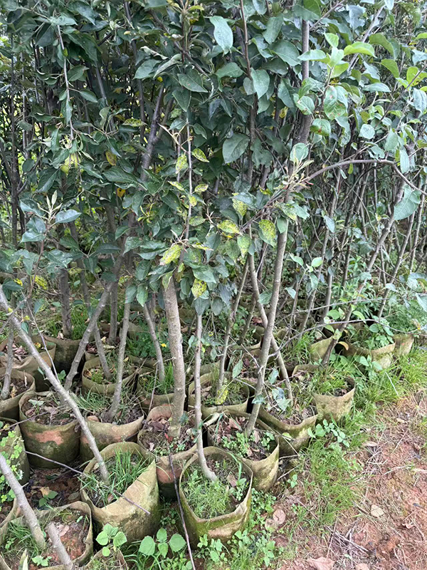 如何科学合理地施肥？