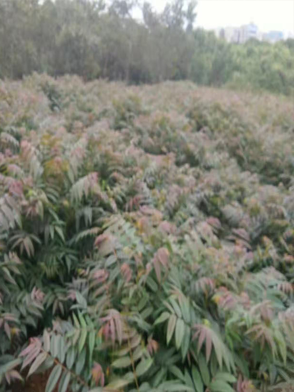 做好苗，才是苗木市场的终端