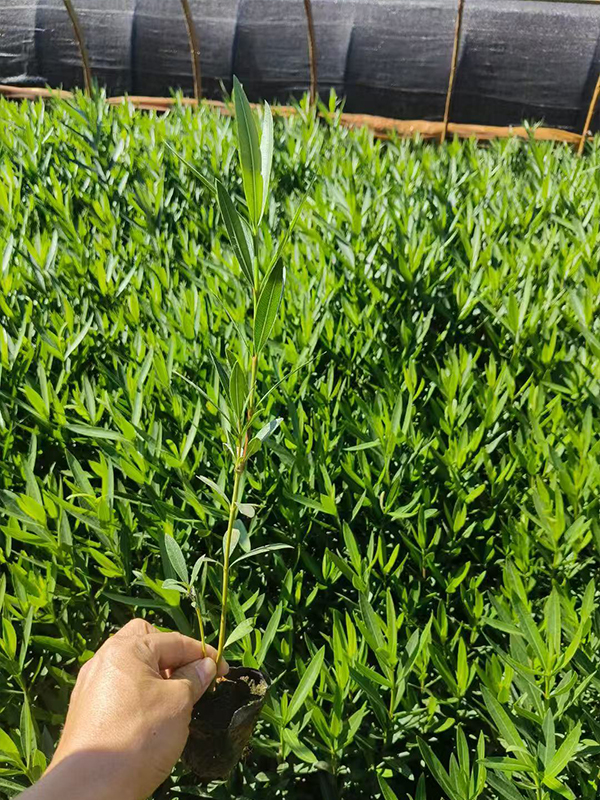 果树小叶病用什么药最好？