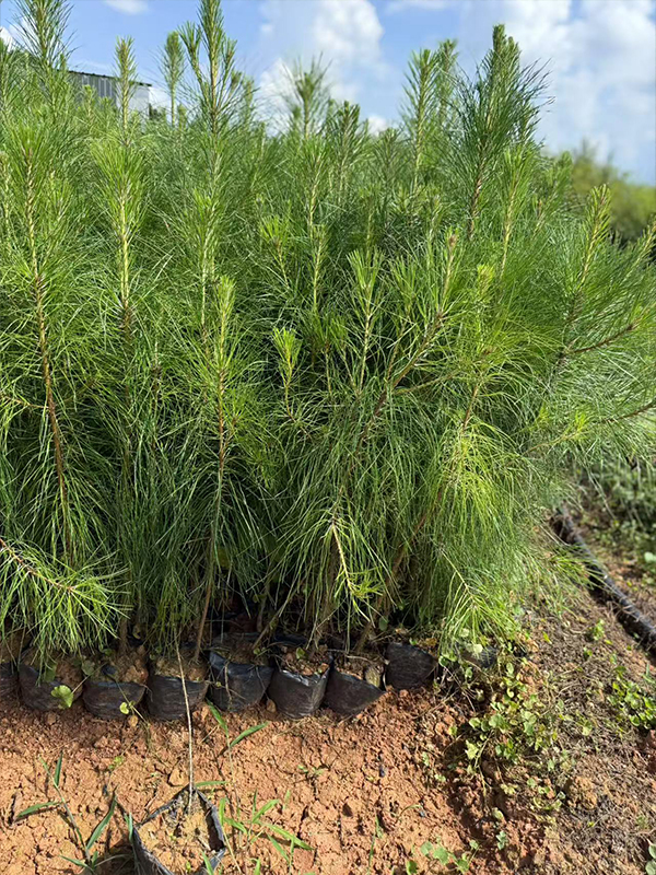 什么植物能驱蚊虫最有效？