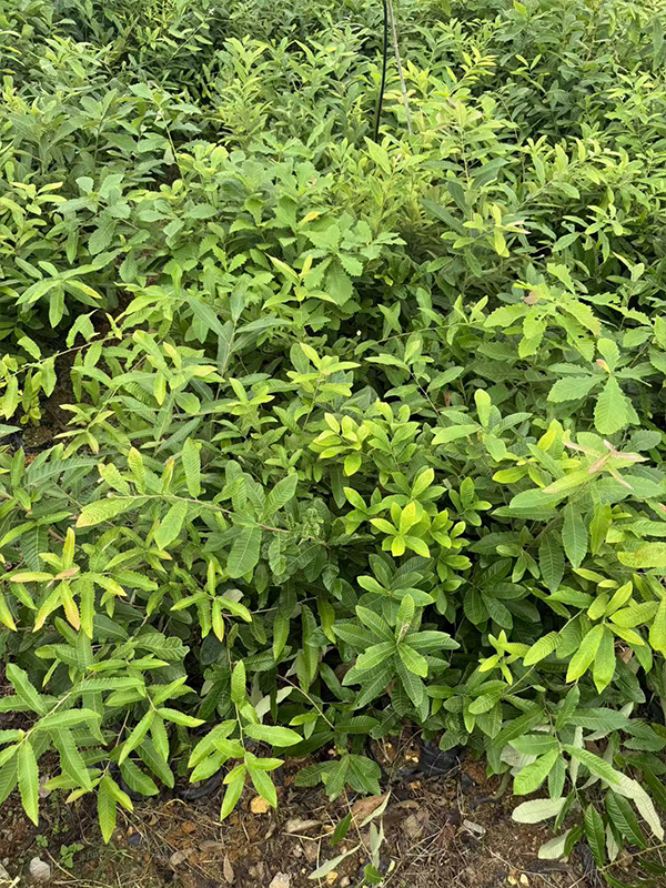 麻栎苗厂家