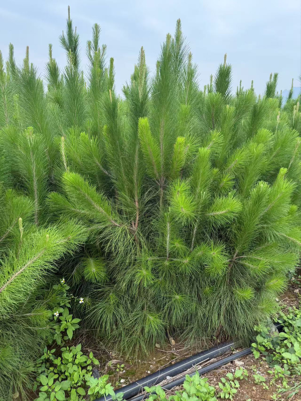 苗木种植后如何越冬？